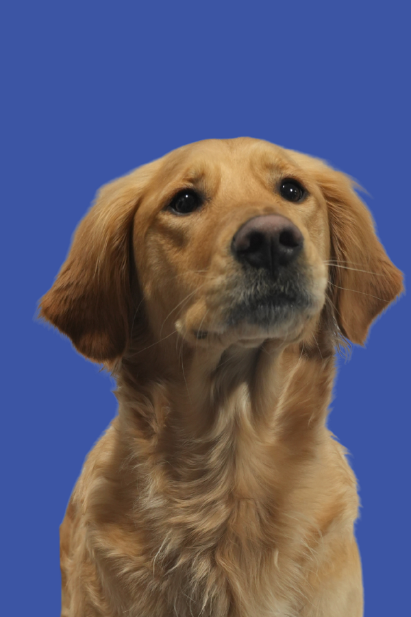 Close-up of a golden retriever dog with a blue background.