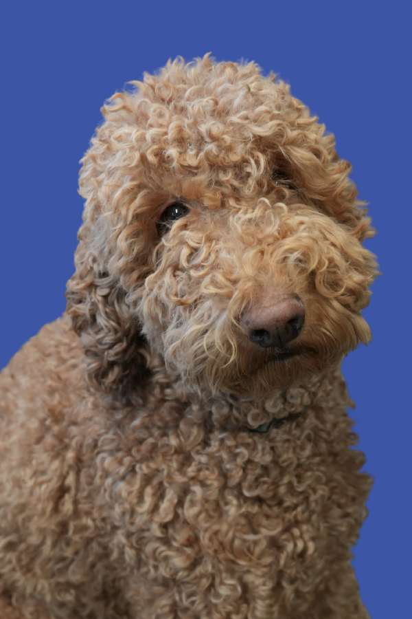 Close-up of a curly-haired beige poodle against a solid blue background.