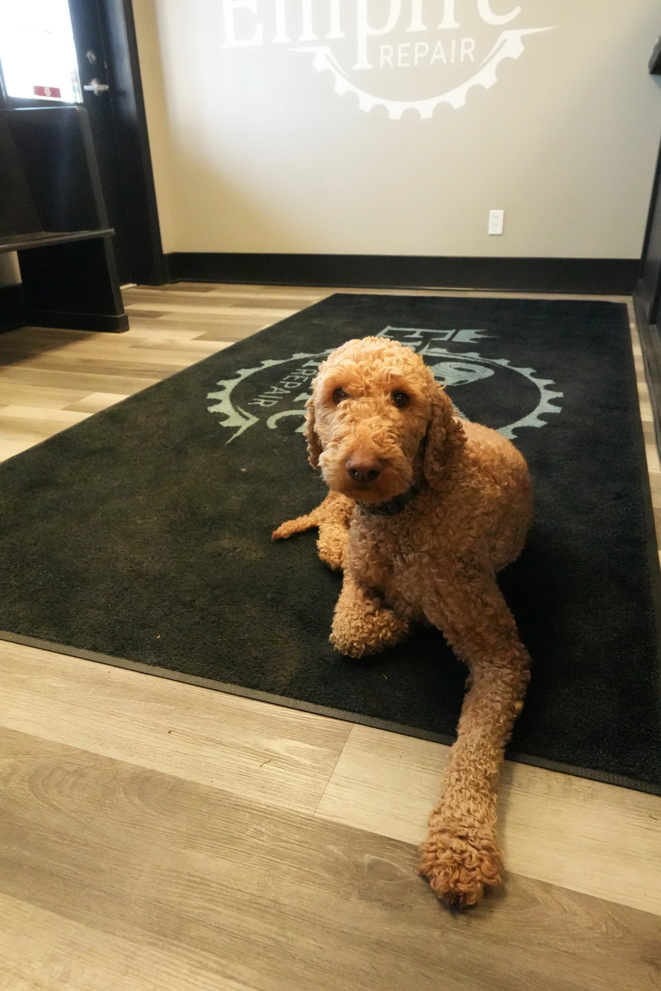 A curly-haired brown dog sitting on a black rug inside a building, with part of a sign on the wall reading 'Eimpact Repair' in the background.