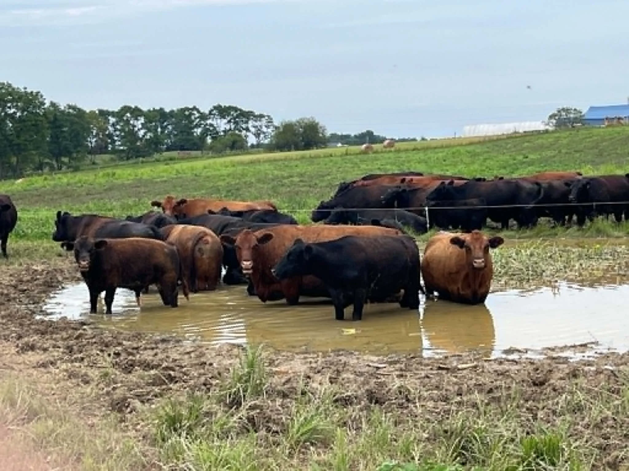 Cows drinking water in a farm pond with green fields, trees, and a blue building in the background under a cloudy sky.