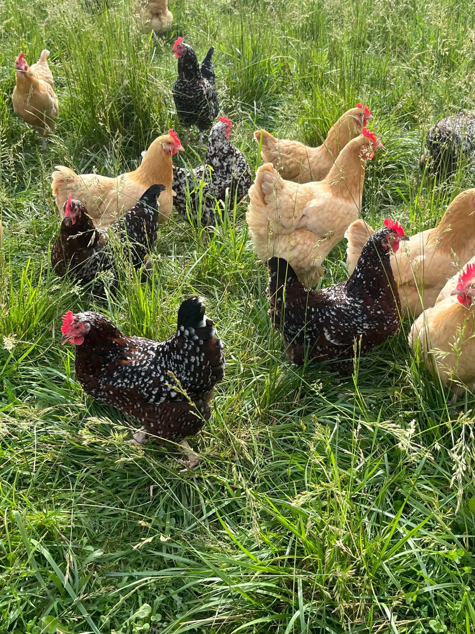 Chickens and roosters in tall green grass.