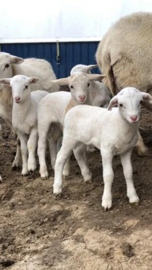 Group of young white lambs standing on dirt ground inside a barn with a larger sheep in the background.