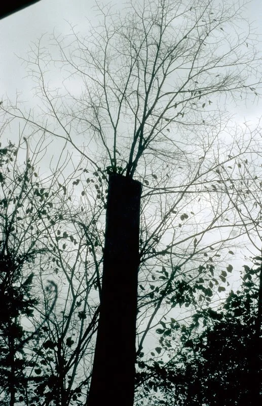 9Baeume09-65.jpg