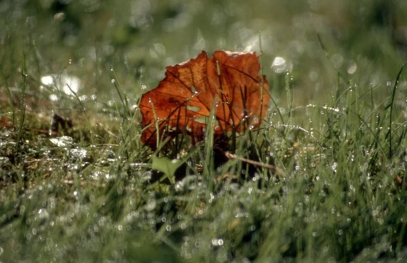 9Baeume09-59.jpg