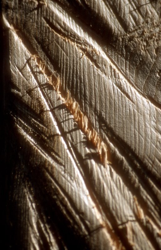 9Baeume09-75.jpg