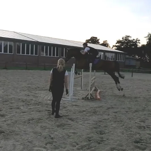 Bodenarbeit; Reitunterricht, Dressur, Springen, Sitzschulung, Doppellonge, Verladetraining und Pferdetraining Gescher – Samantha Gnesner Münsterland