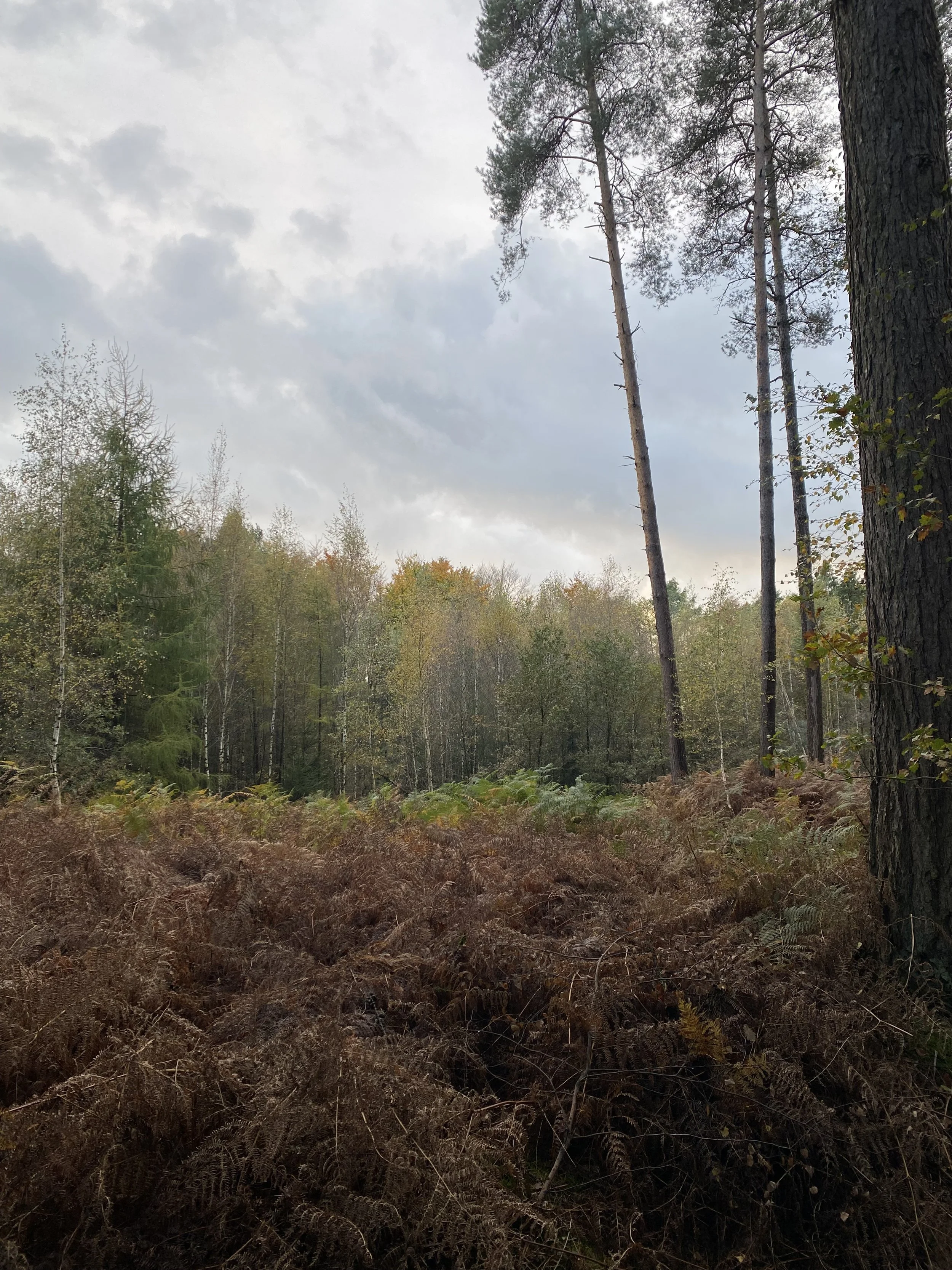 Wald mit hohen Bäumen, Laub und Farnen, dunkler Boden, wolkiger Himmel.