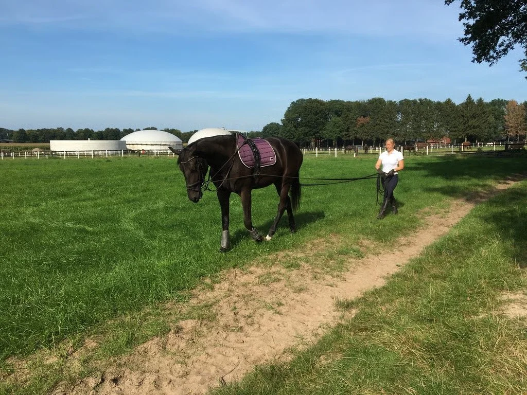 Bodenarbeit; Reitunterricht, Dressur, Springen, Sitzschulung, Doppellonge, Verladetraining und Pferdetraining Gescher – Samantha Gnesner Münsterland