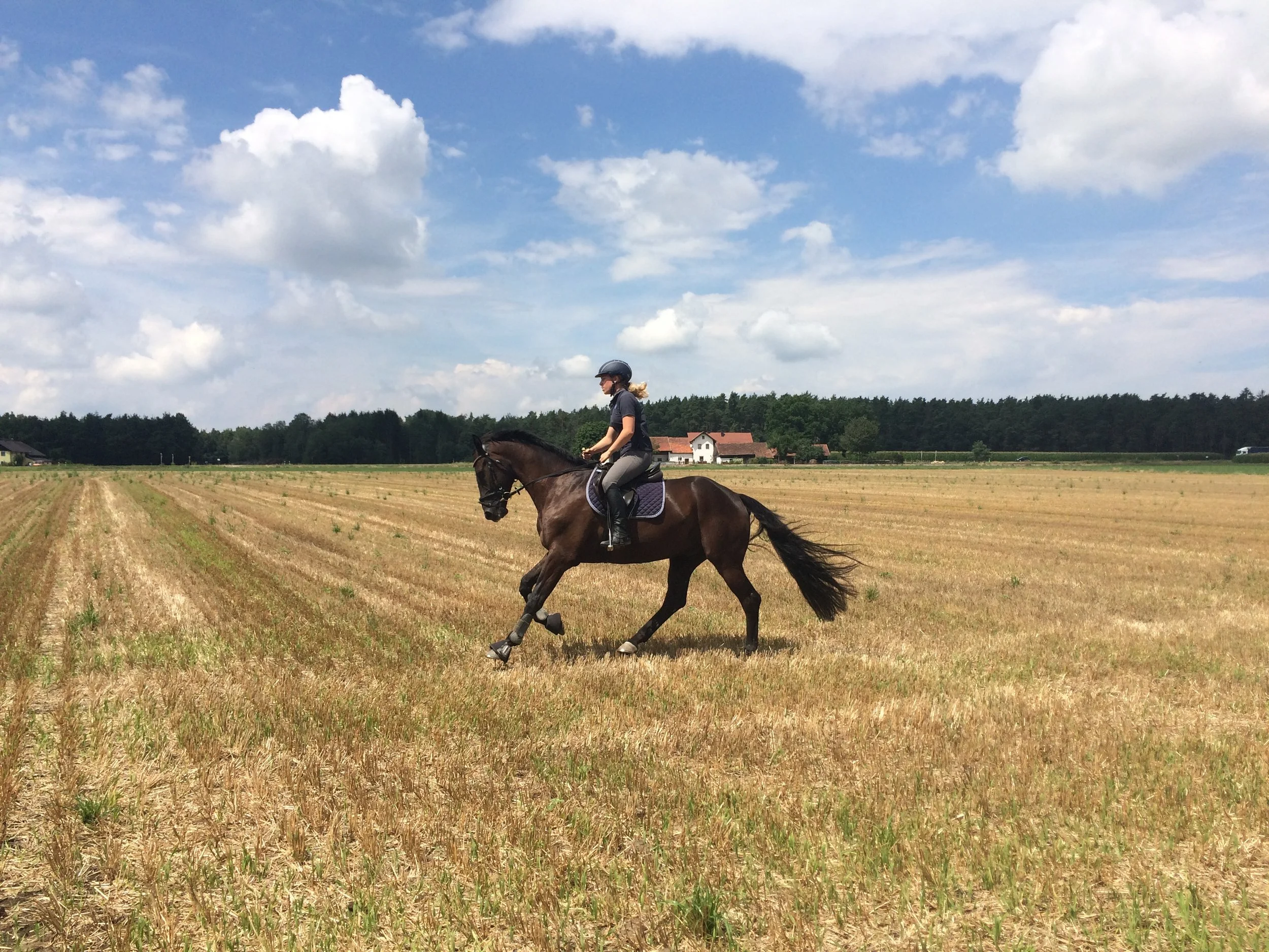 Pferdetraining Gescher – Samantha Gnesner, Pferdetrainerin Münsterland