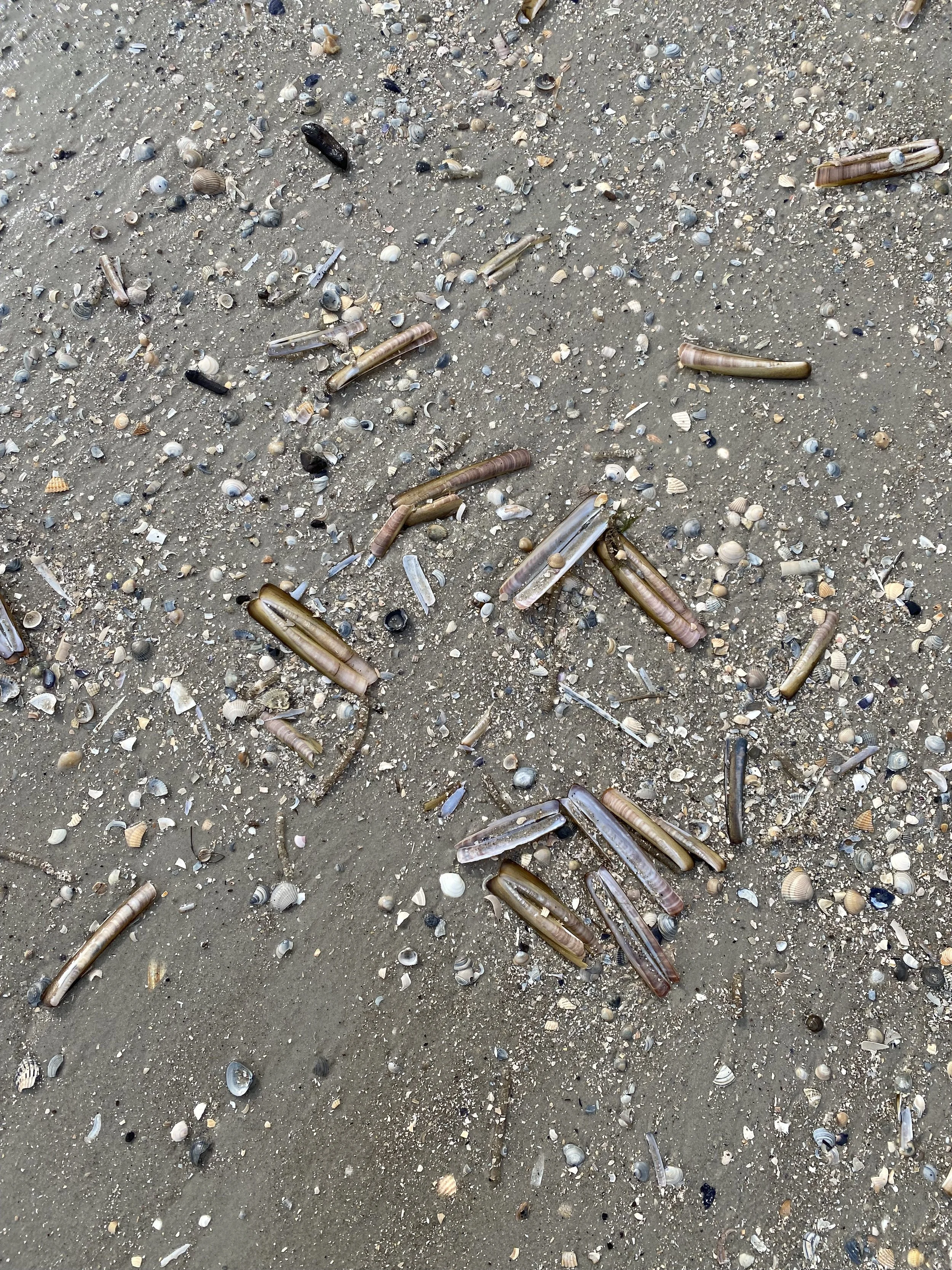 Sandstrand mit Muscheln, Schneckenhäusern und kleinen Steinen verstreut