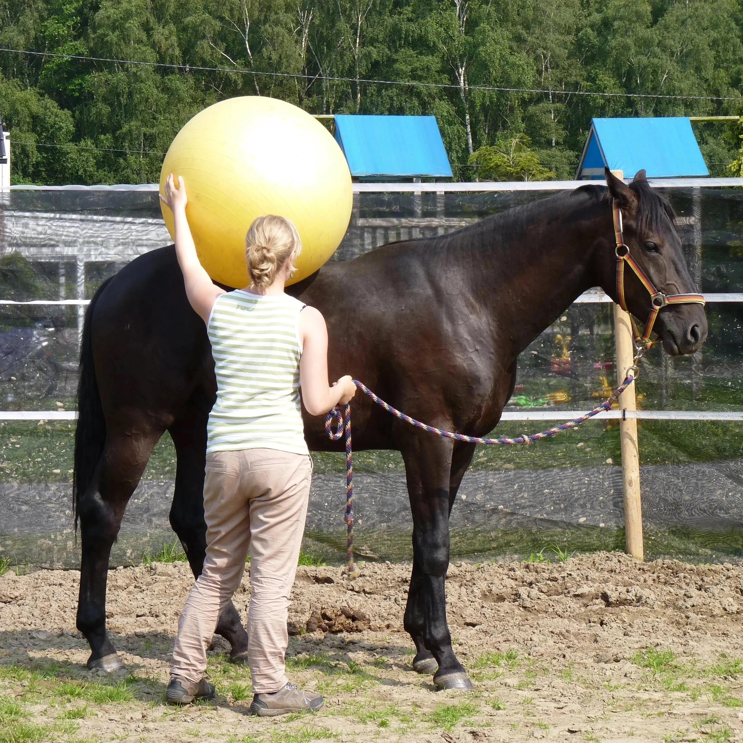 Bodenarbeit; Reitunterricht, Dressur, Springen, Sitzschulung, Doppellonge, Verladetraining und Pferdetraining Gescher – Samantha Gnesner Münsterland