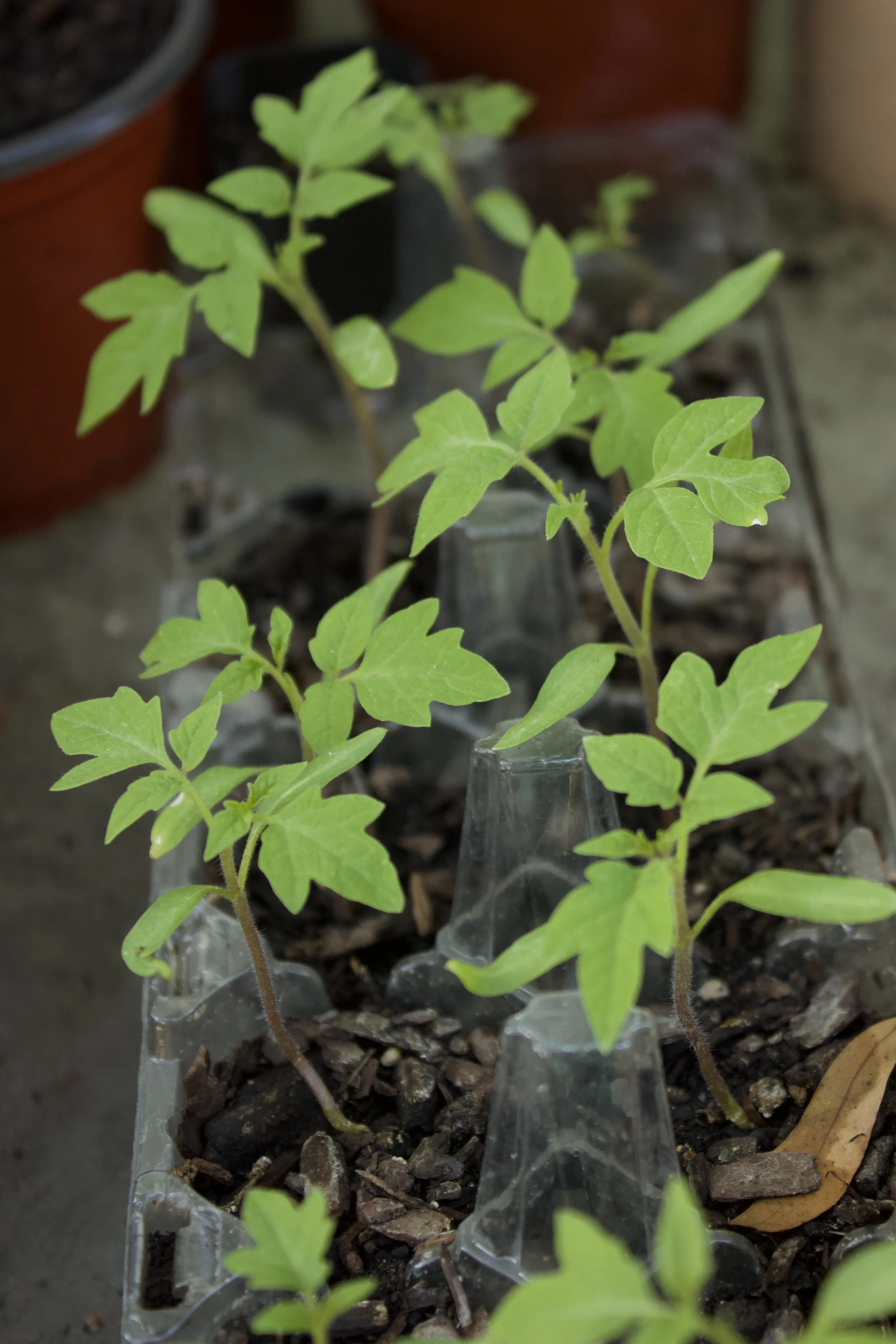 Product - Sans V .jpeg