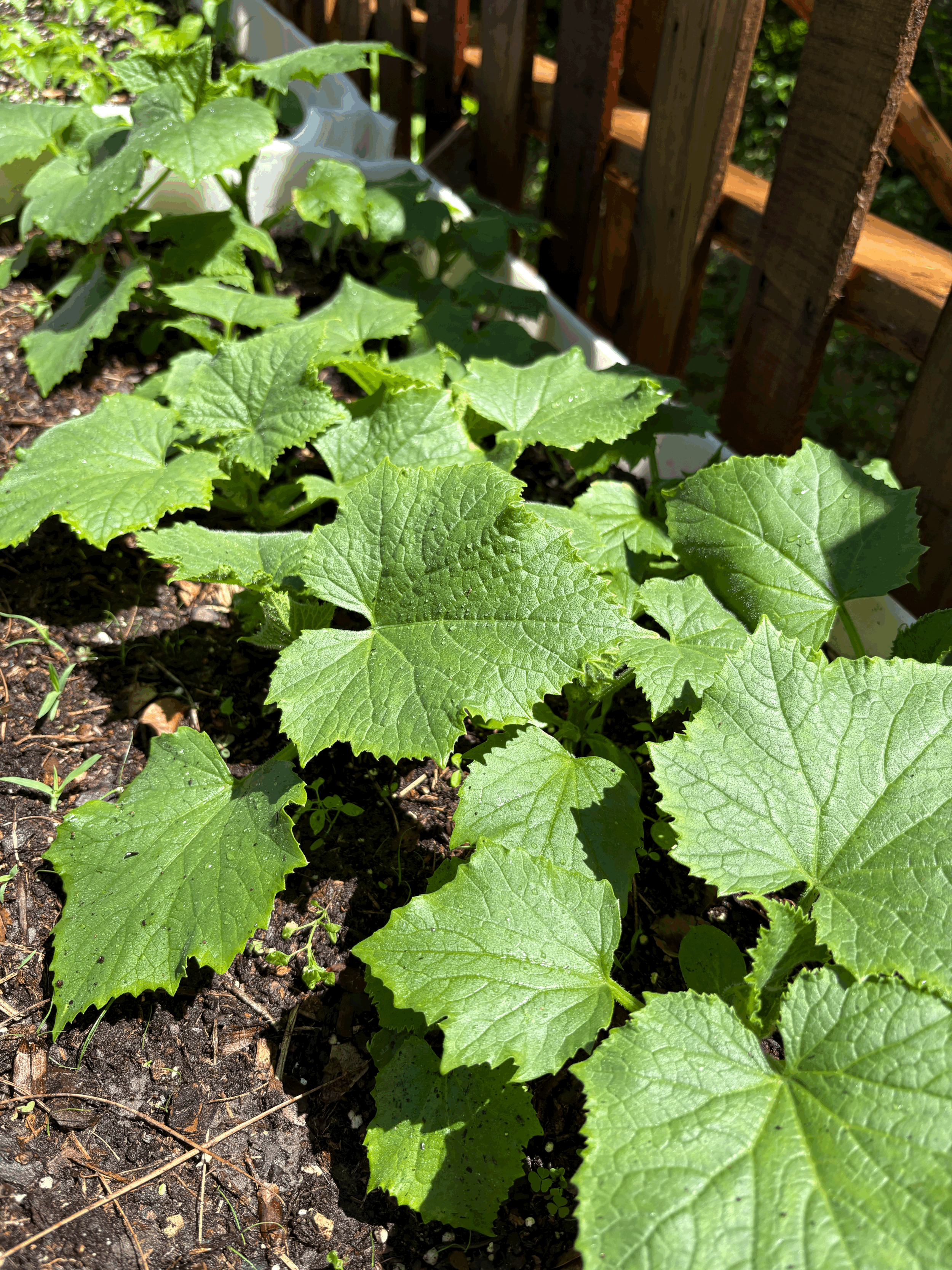 Keeping your Cucumbers Cool