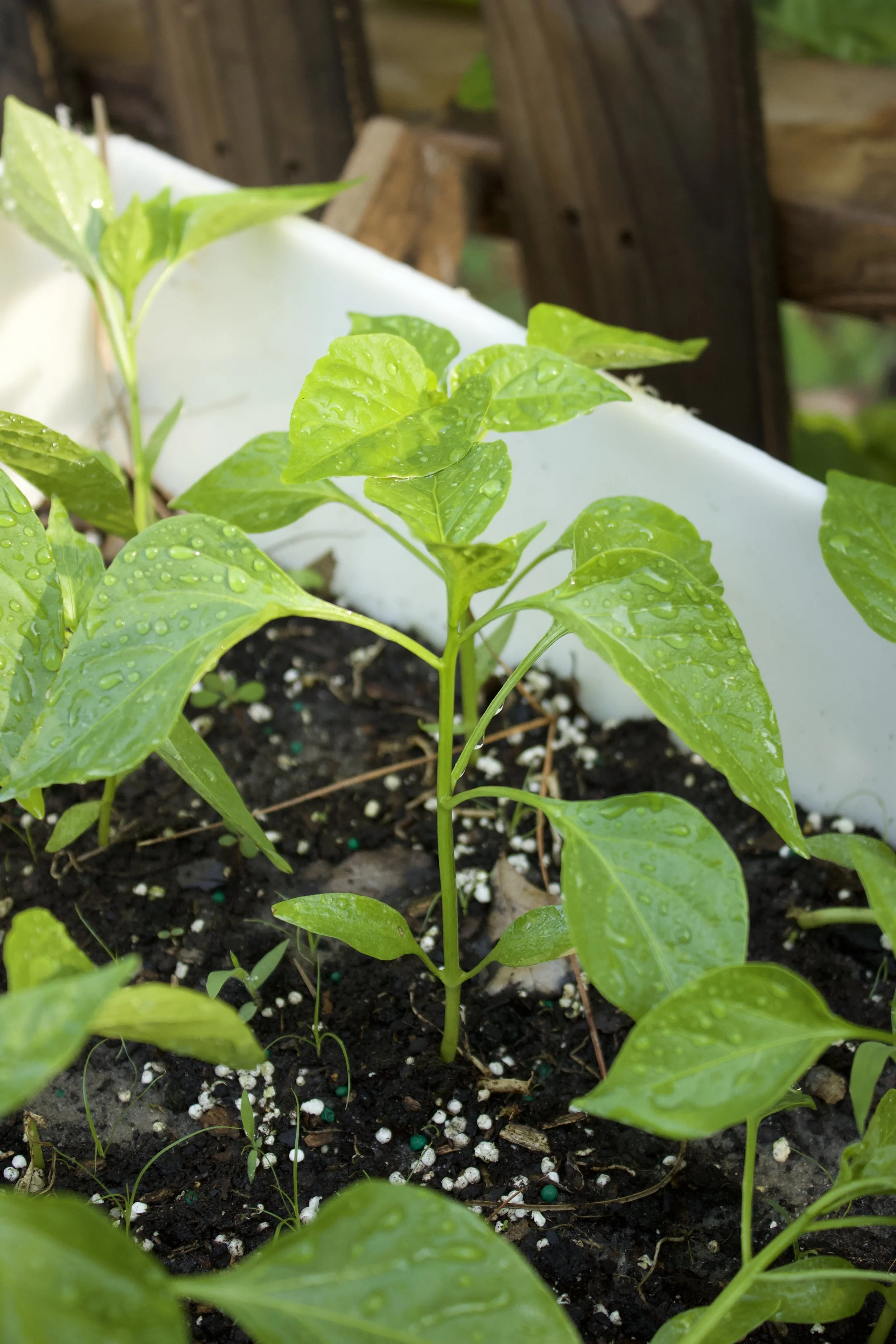 Bell Pepper - V .jpeg