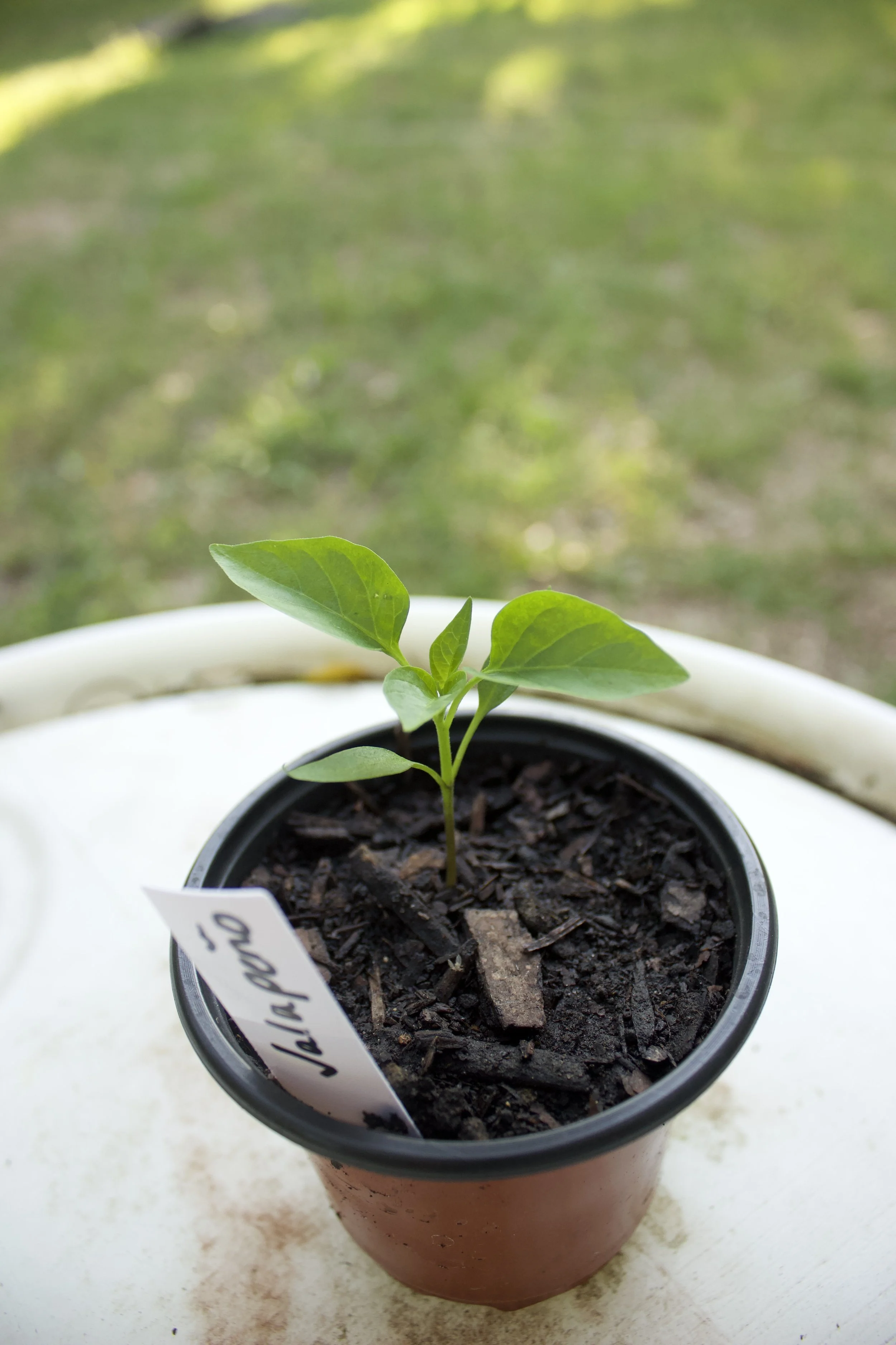 Product - Jalapenos 1.jpeg