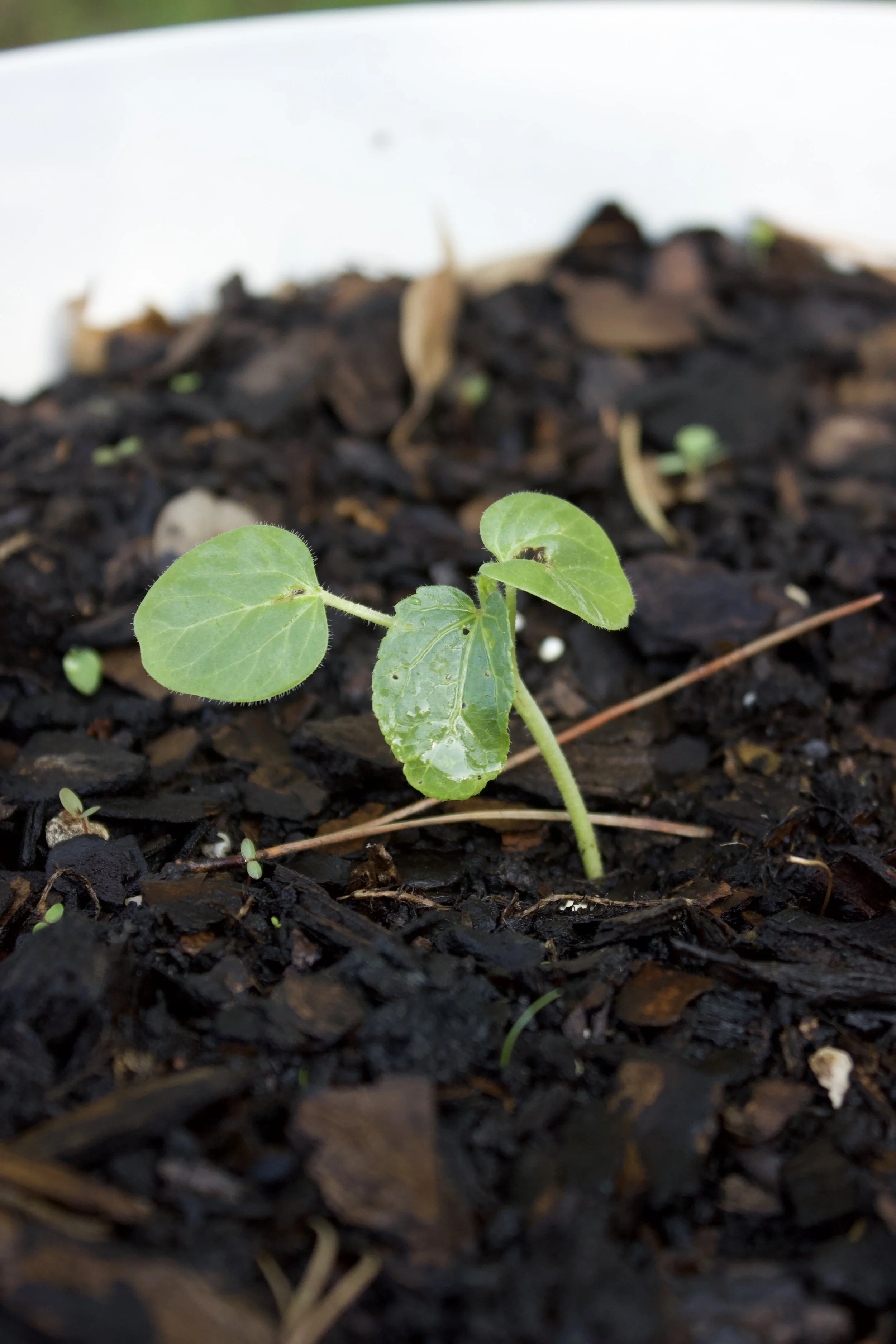 Model - Okra V .jpeg