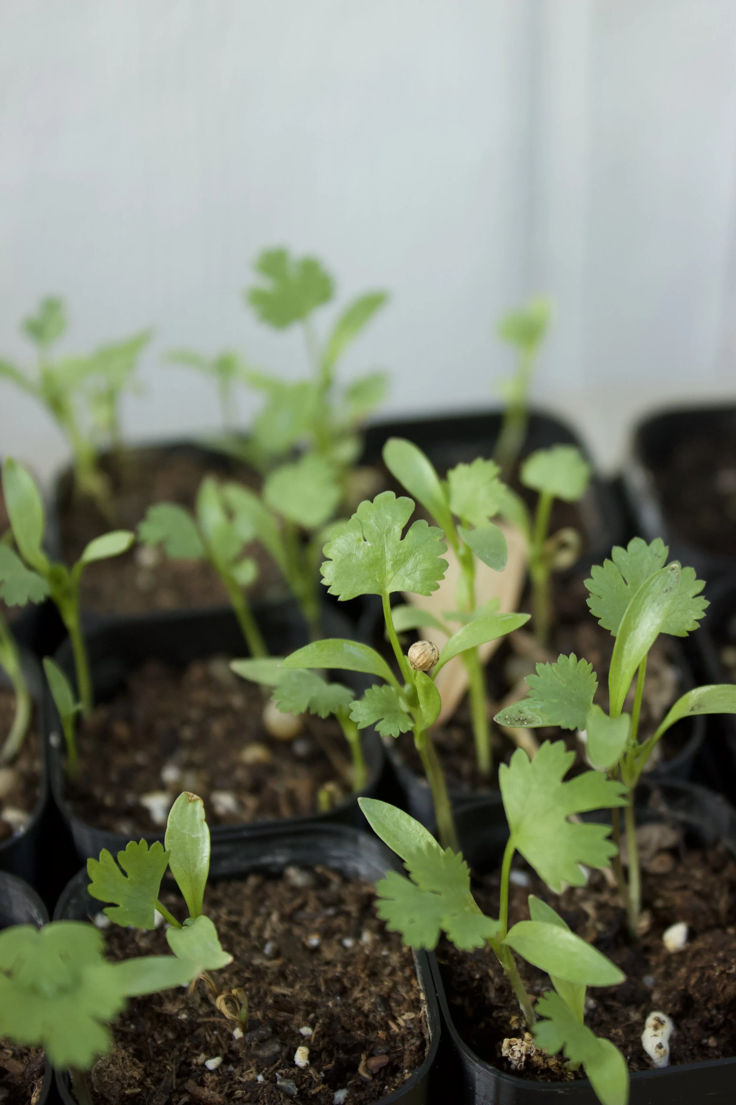 Product - Cilantro 1 .jpeg