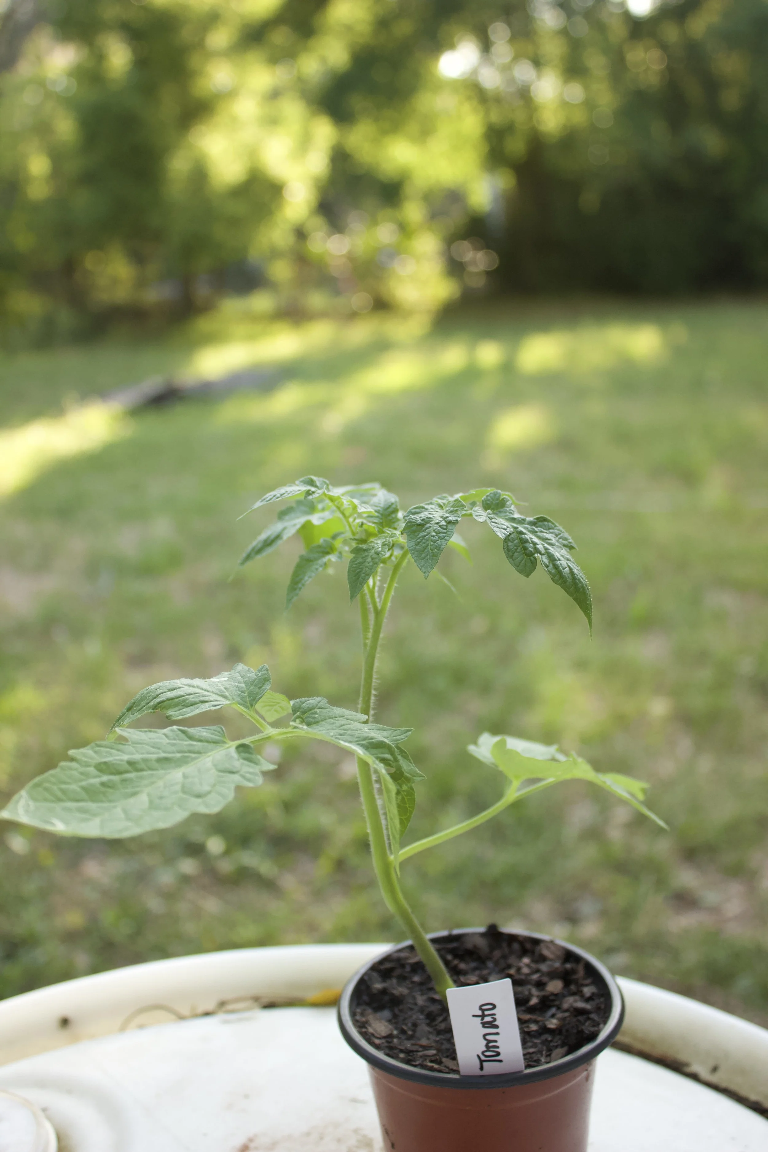 Product - Tomato 1 .jpeg