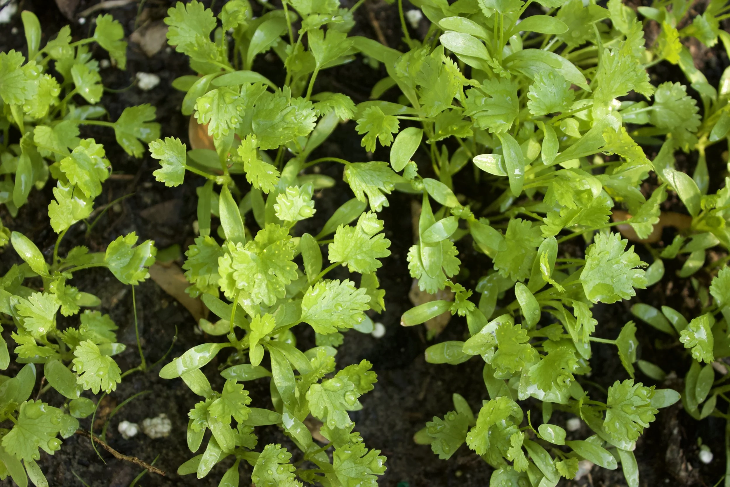 Cilantro.jpeg