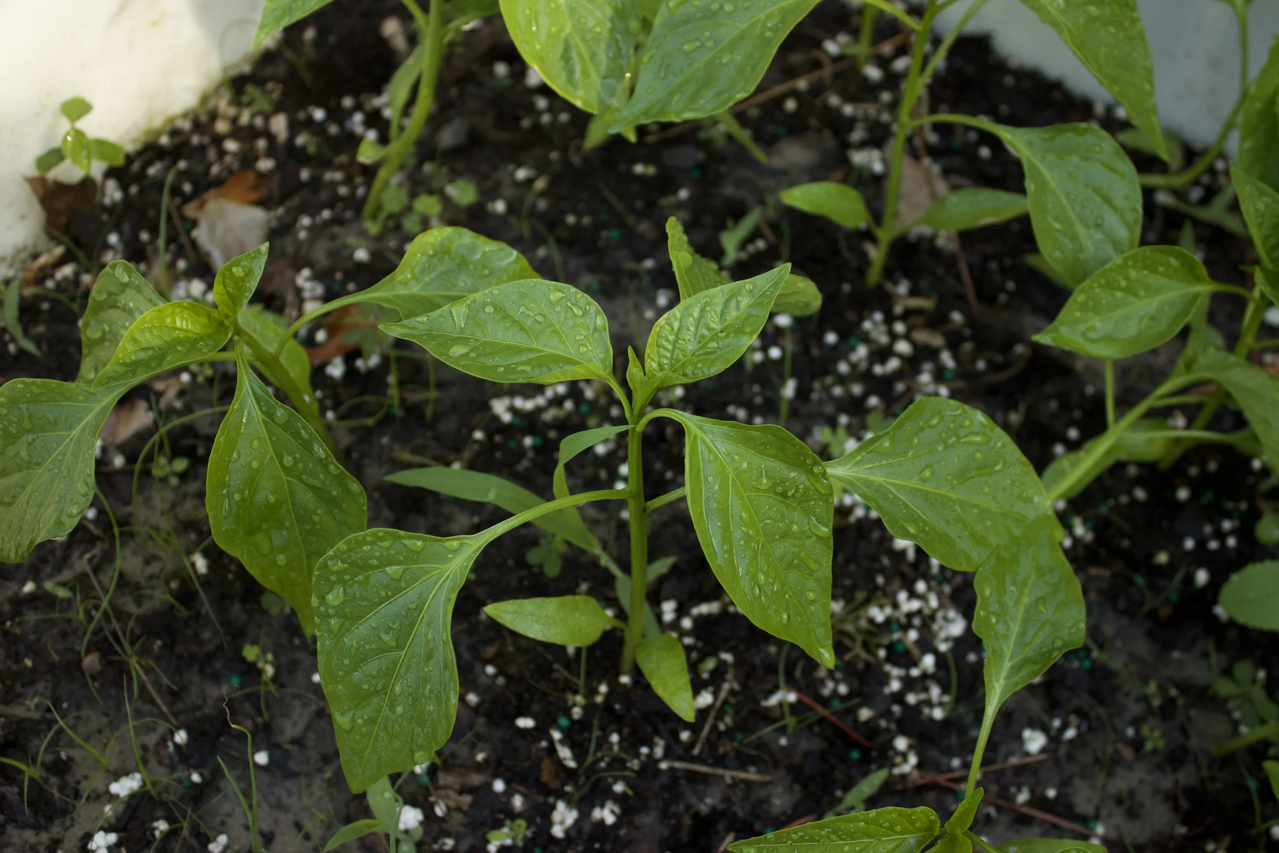 Bell Pepper - H .jpeg