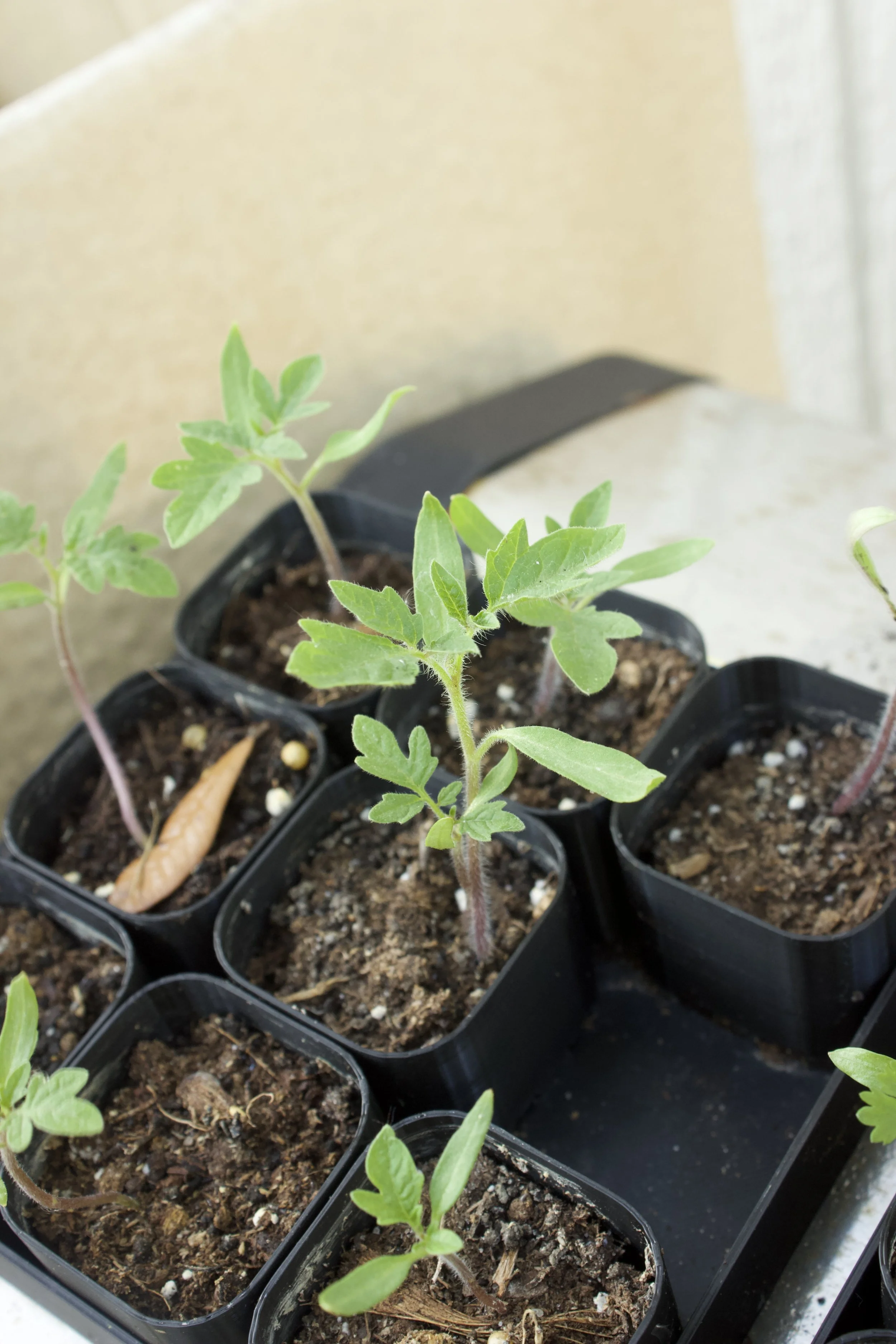 Product - Sans 3 .jpeg