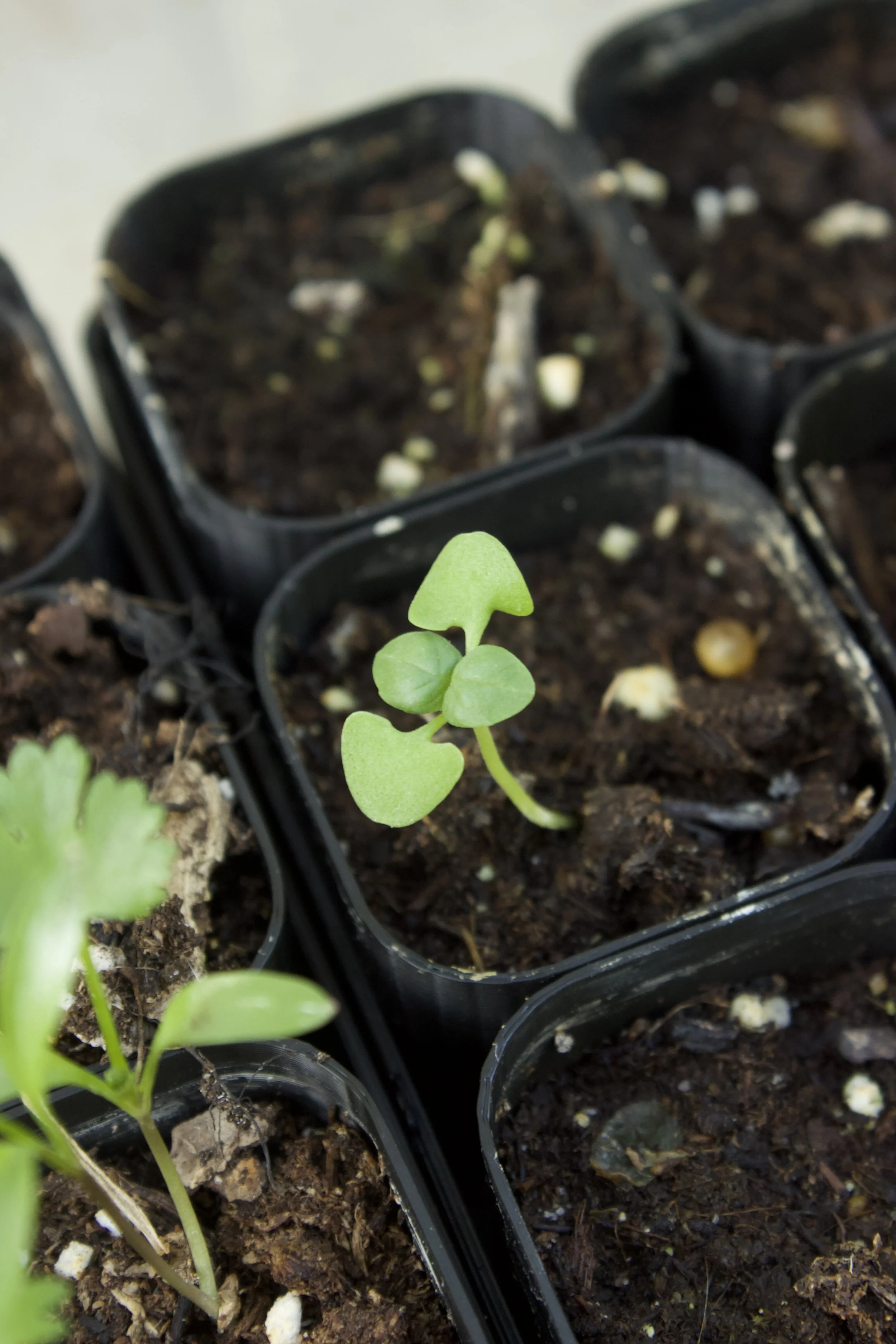 Product - Basil 1 .jpeg