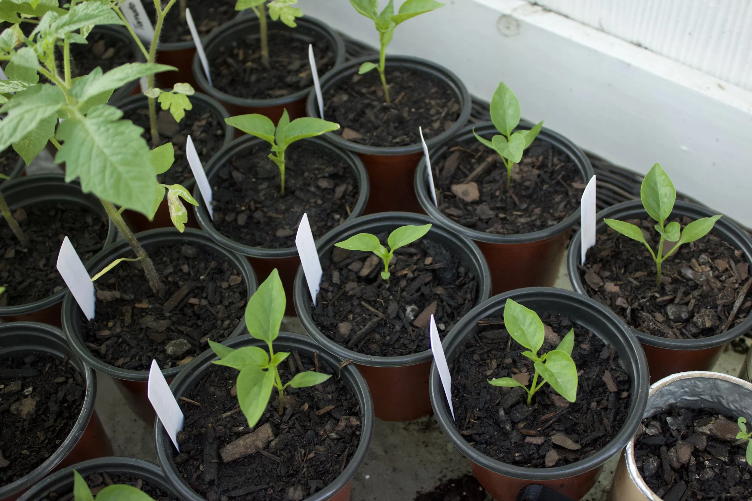 Product - Jalapenos 2.jpeg