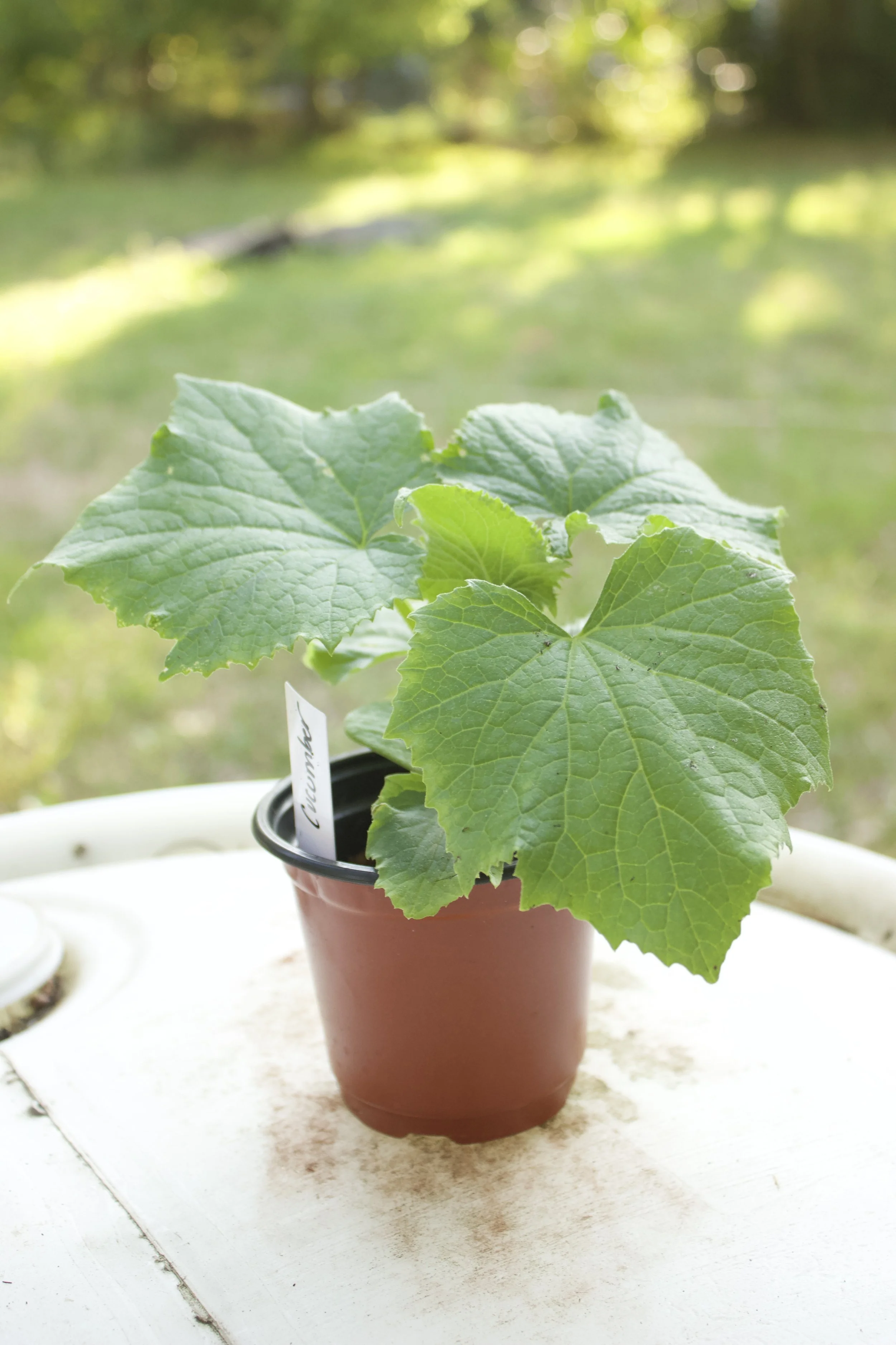 Product - Cucumber 2 .jpeg