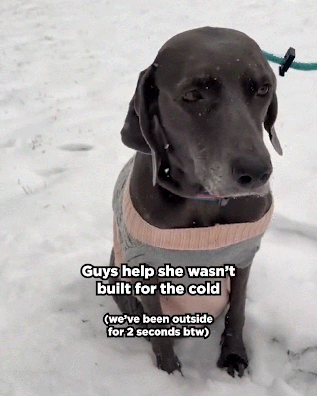 TOO-COLD.gif