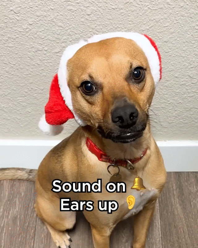 BENNY-EARS.gif