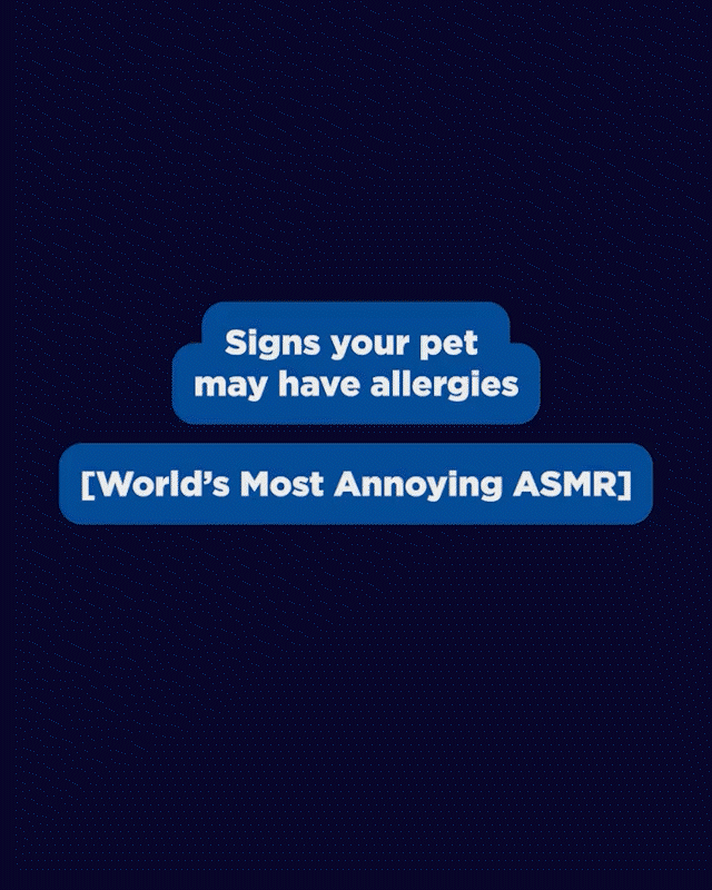 WORST-ASMR.gif