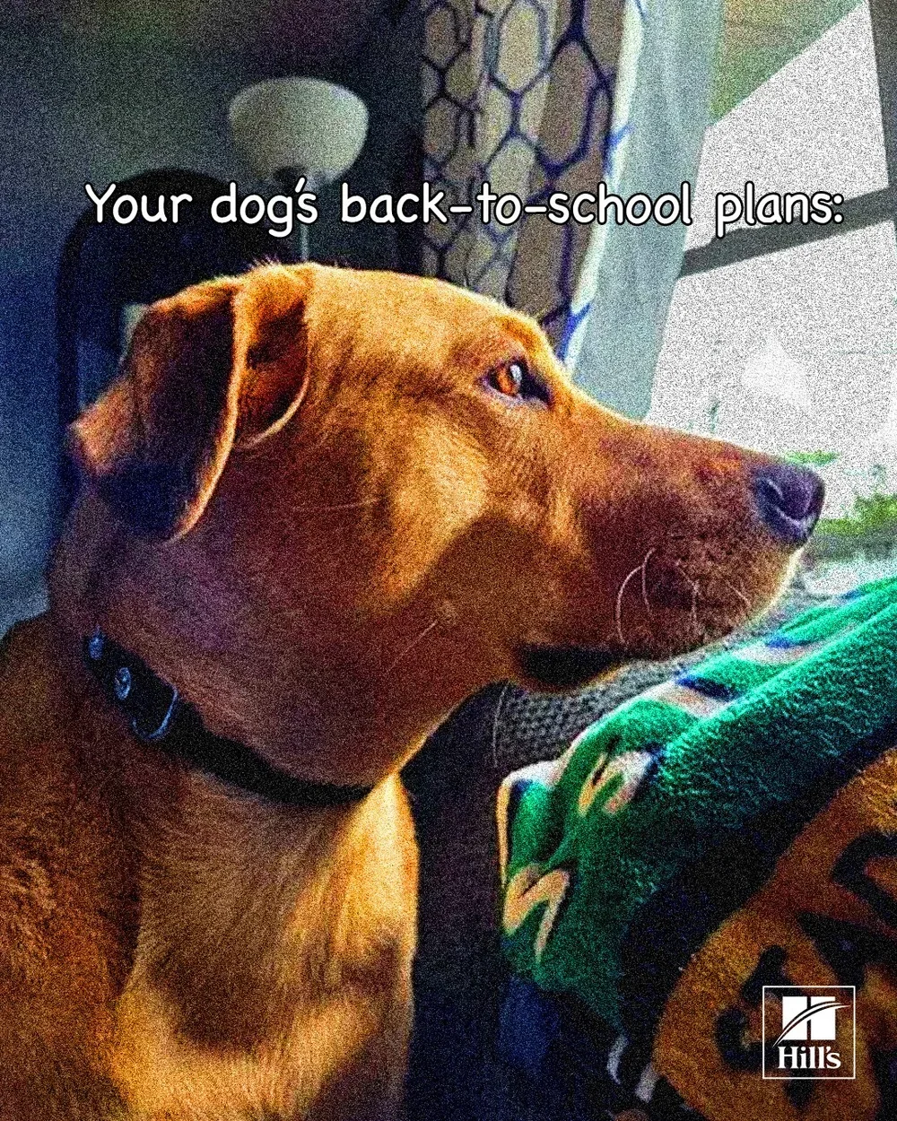 BACK-TO-SCHOOL-PLANS.webp
