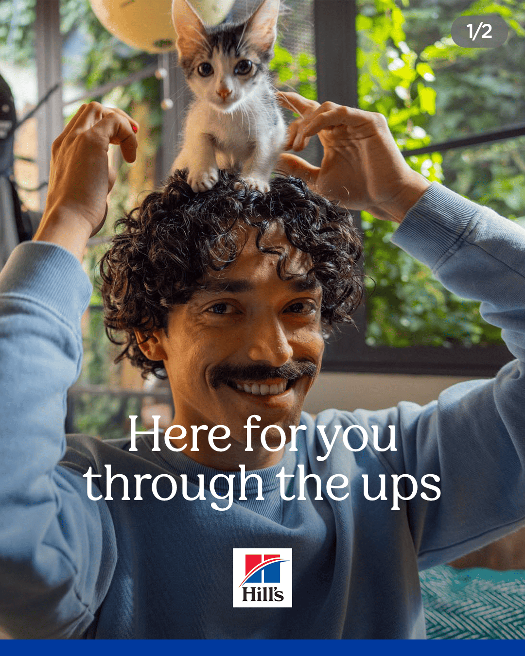 Kitten-Chaos-Social-Carousel.gif