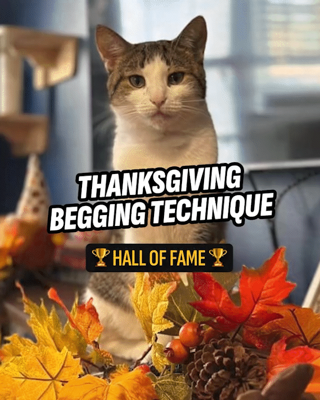 THANKSGIVING-TRAINING-MONTAGE.gif