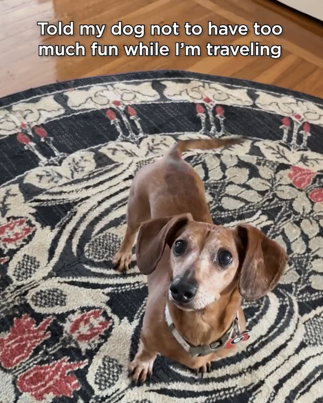 HOLIDAY-TRAVEL.gif