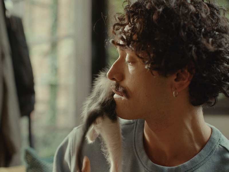 Kitten-Chaos-Gifs_3.gif