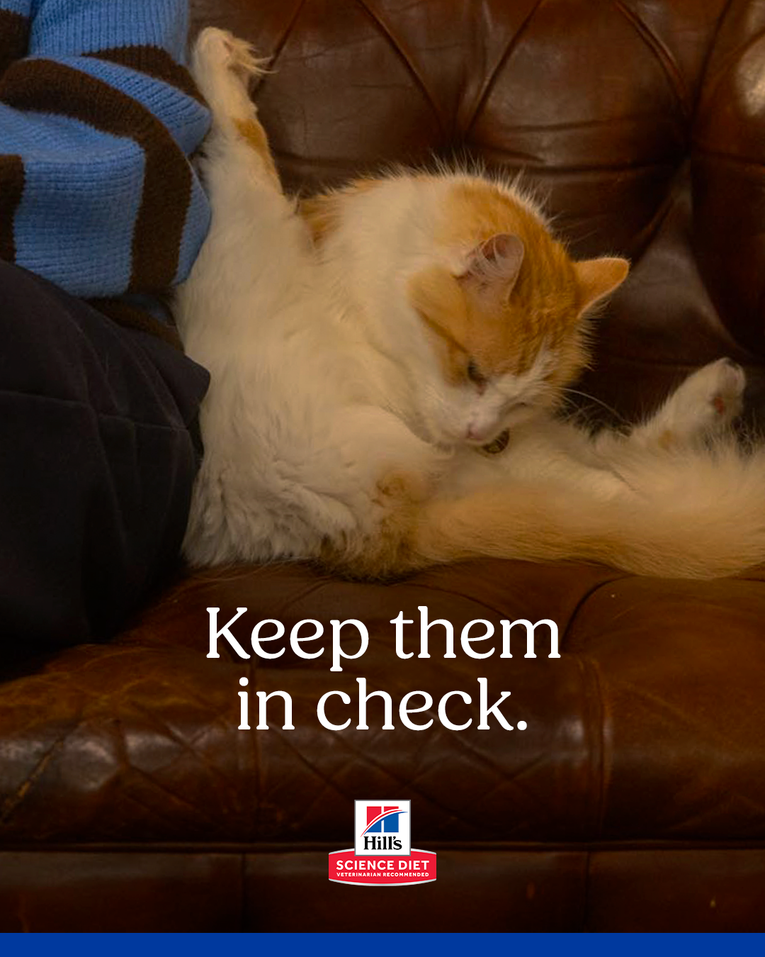 4x5 cat post 1.png