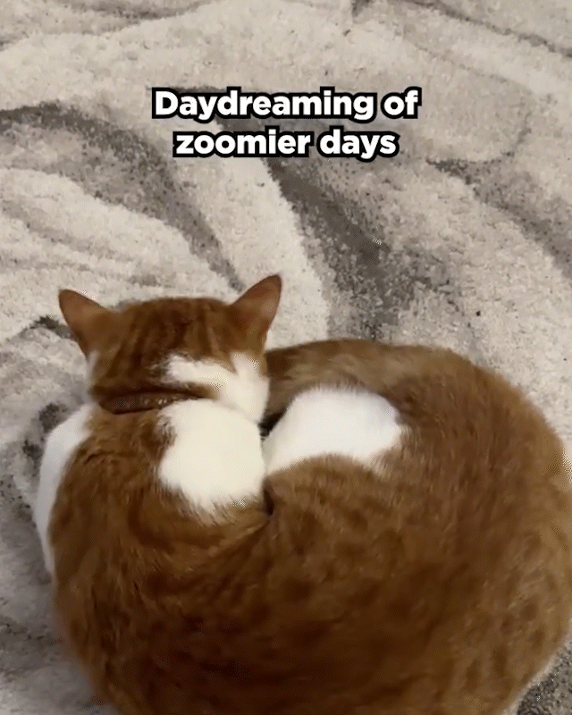 DAYDREAMING.gif