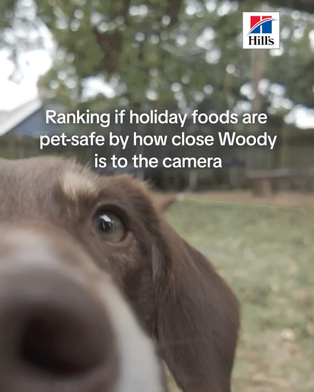 HOLIDAY-SAFE-FOODS.gif