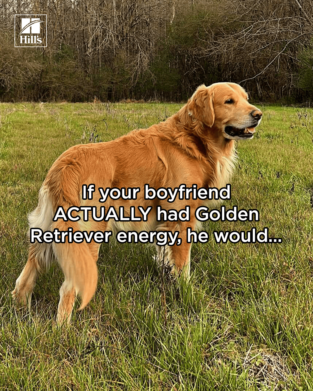 GOLDEN-RETRIEVER-BOYFRIEND.gif