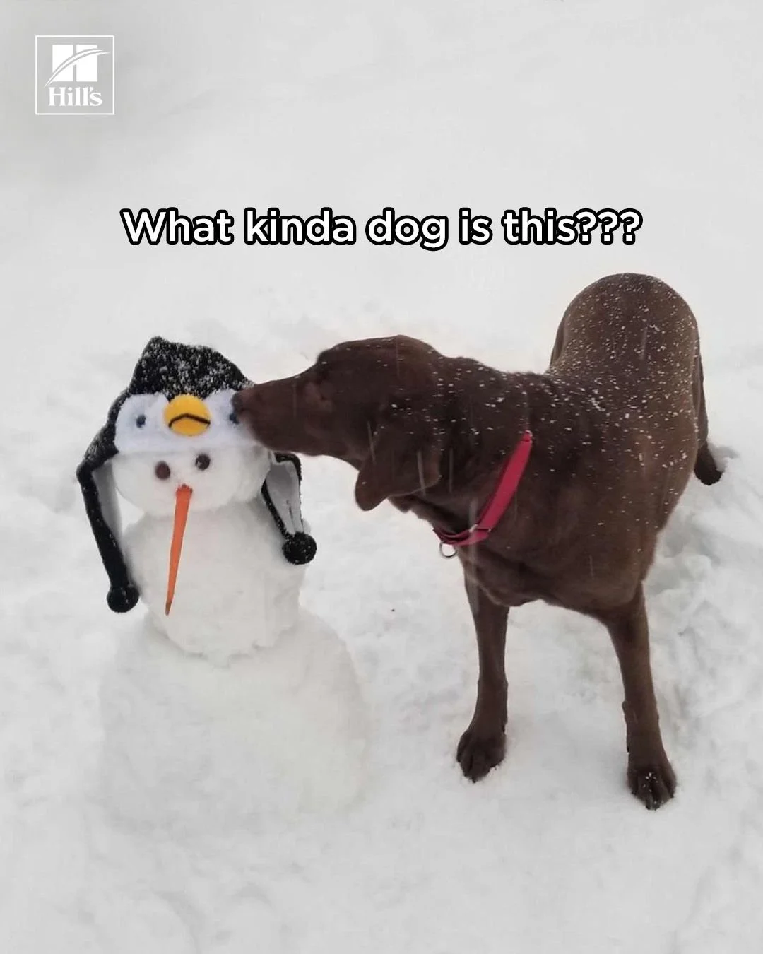 SNOWMAN-DOG.jpg