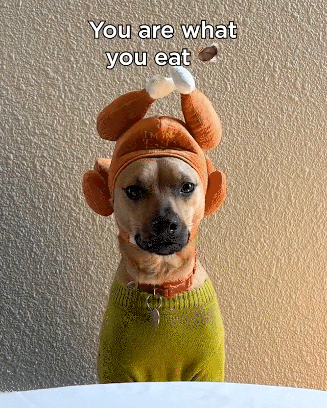 BENITO-TURKEY.gif