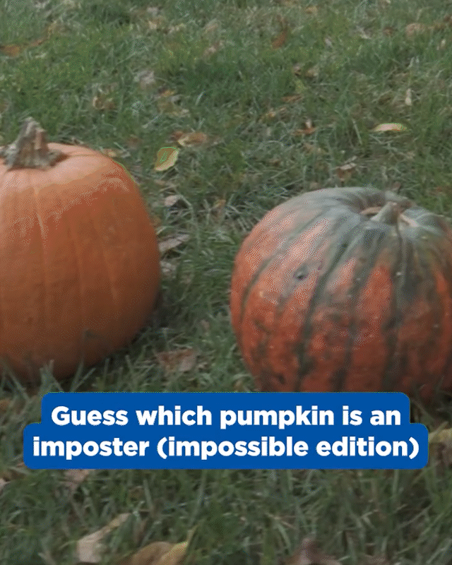 PUMPKIN-IMPOSTER.gif