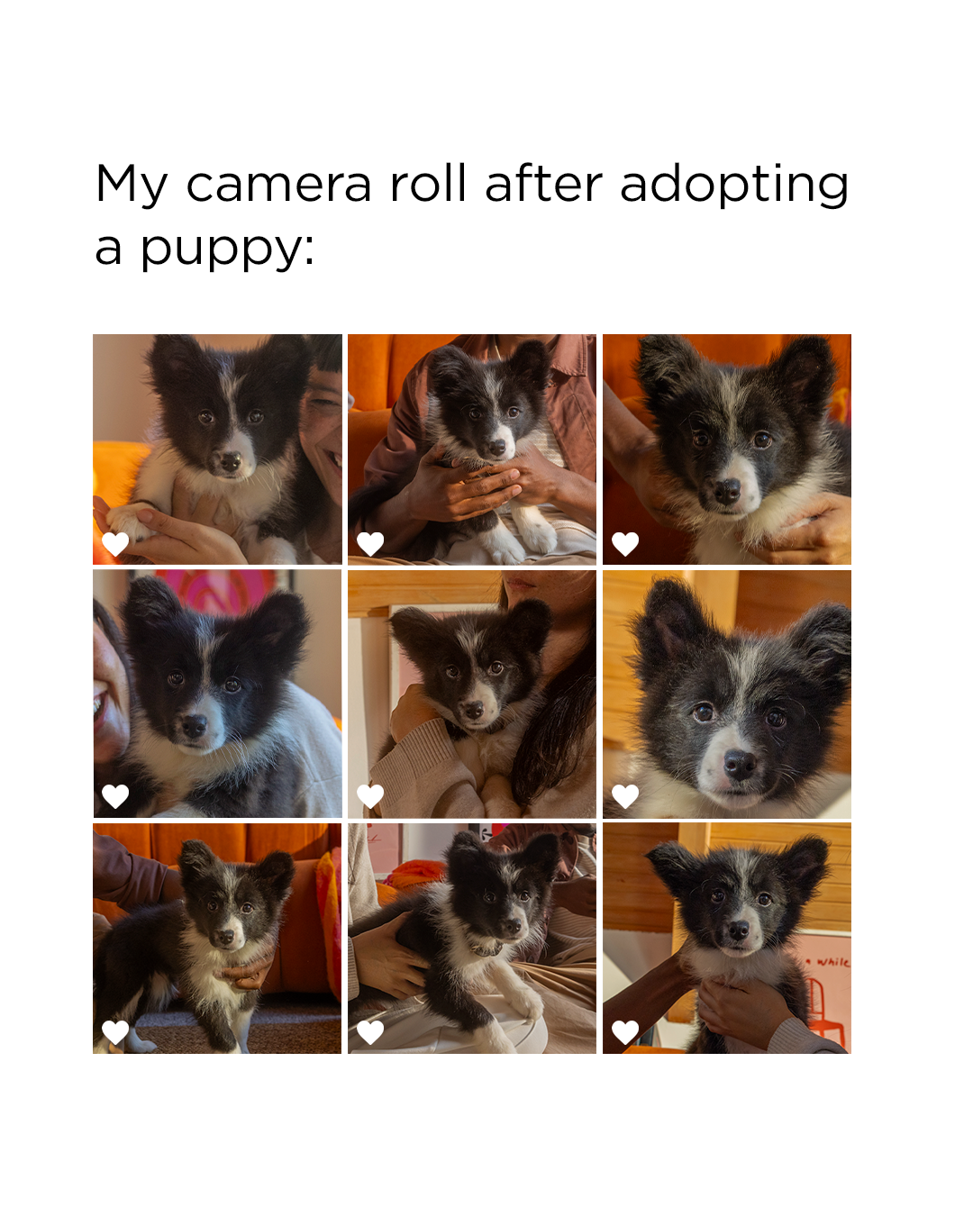 4x5 dog organic 2.png