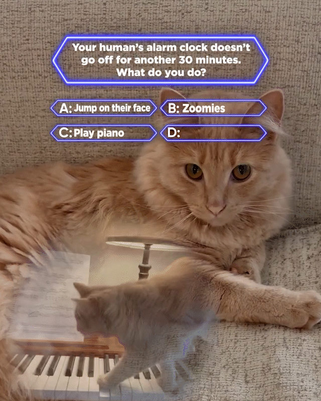 GAME-SHOW.gif
