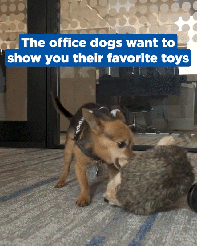 OFFICE-DOG-TOYS.gif
