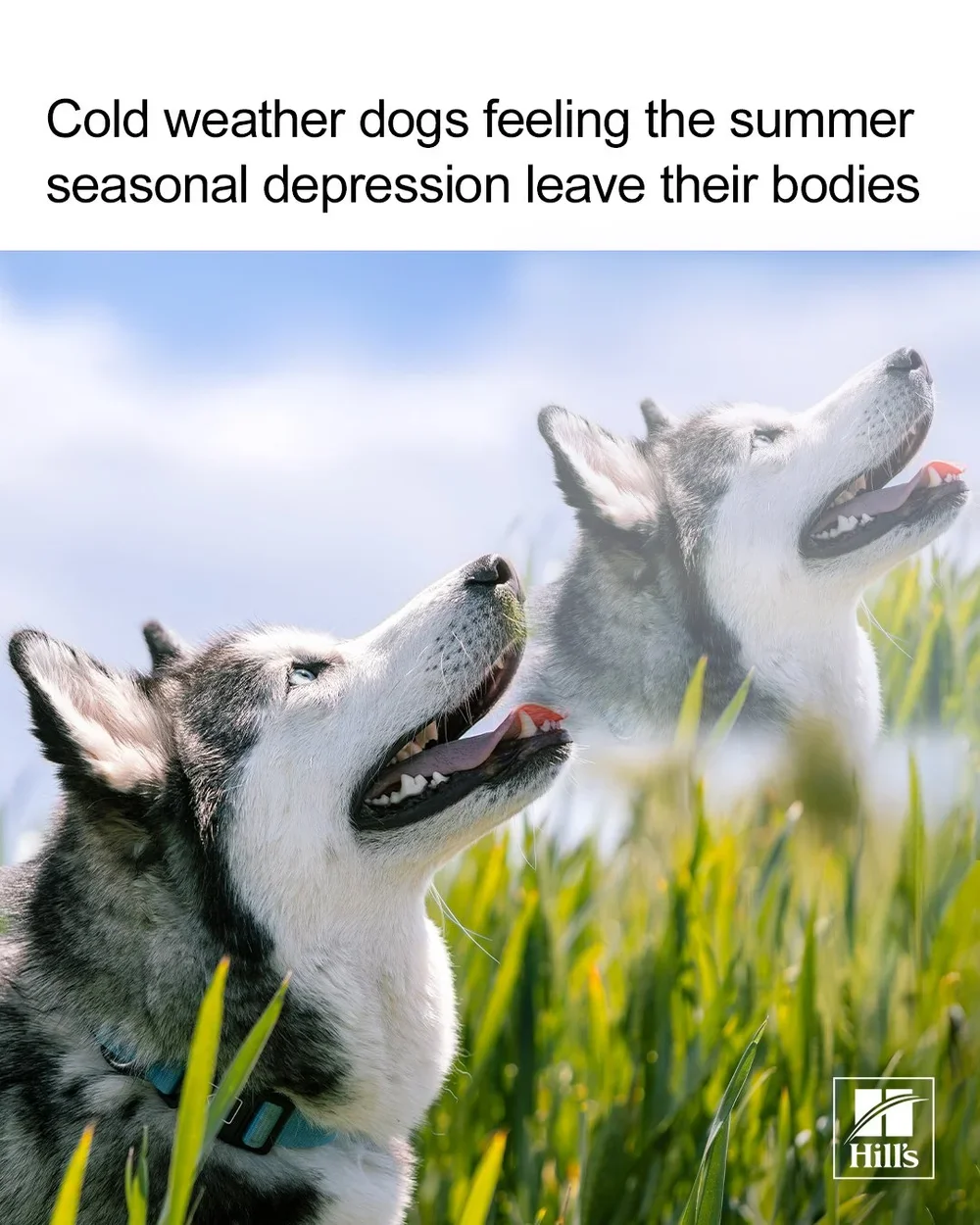 COLD-WEATHER-DOGS.webp
