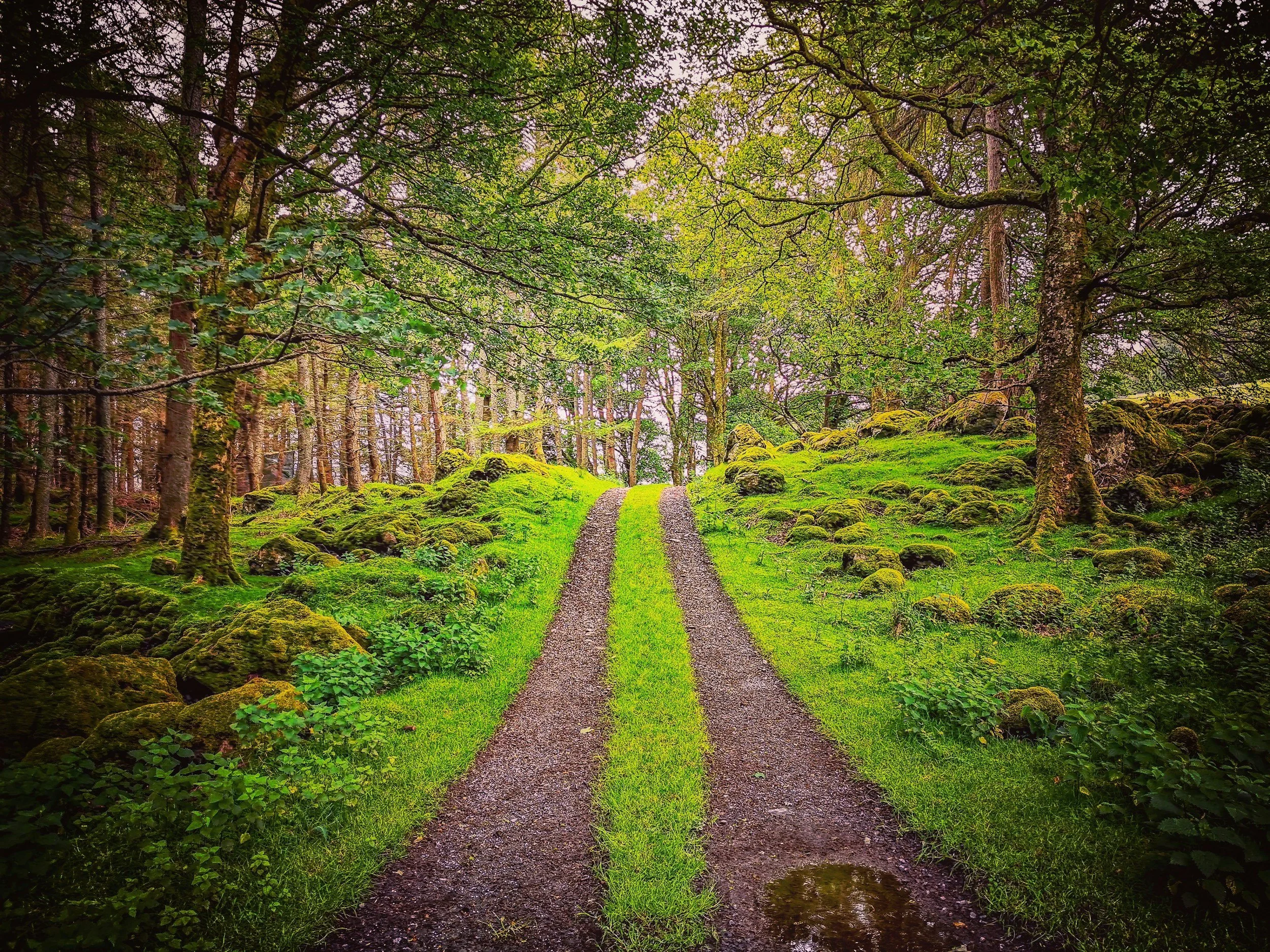 Two parallel dirt paths cutting through a lush green forest with tall trees and moss-covered rocks.