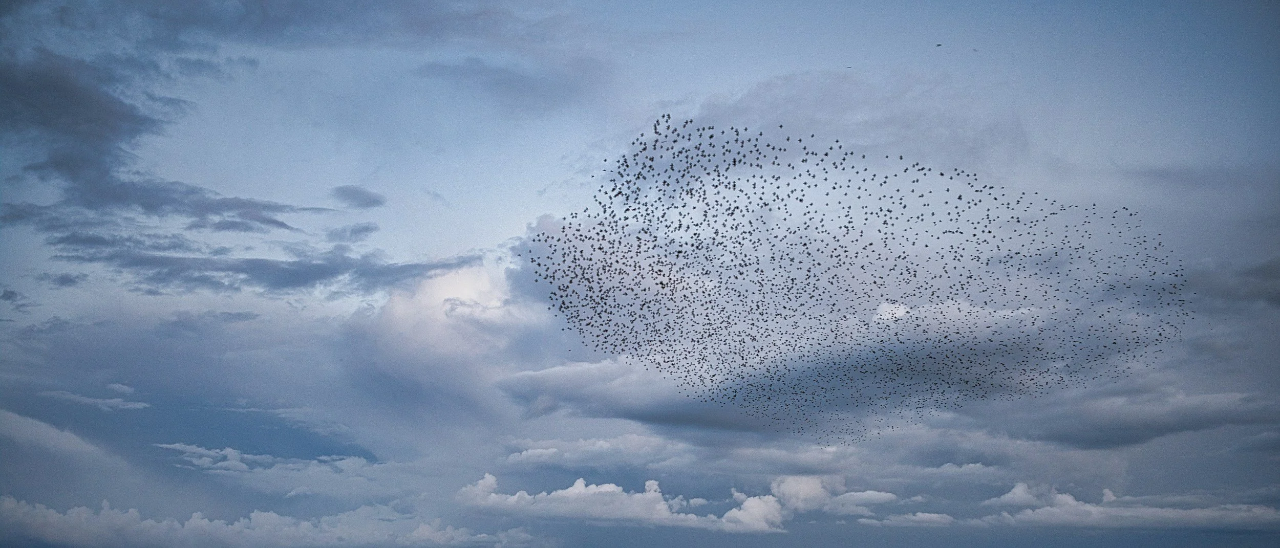 A large flock of birds flying in a murmuration in a cloudy sky.
