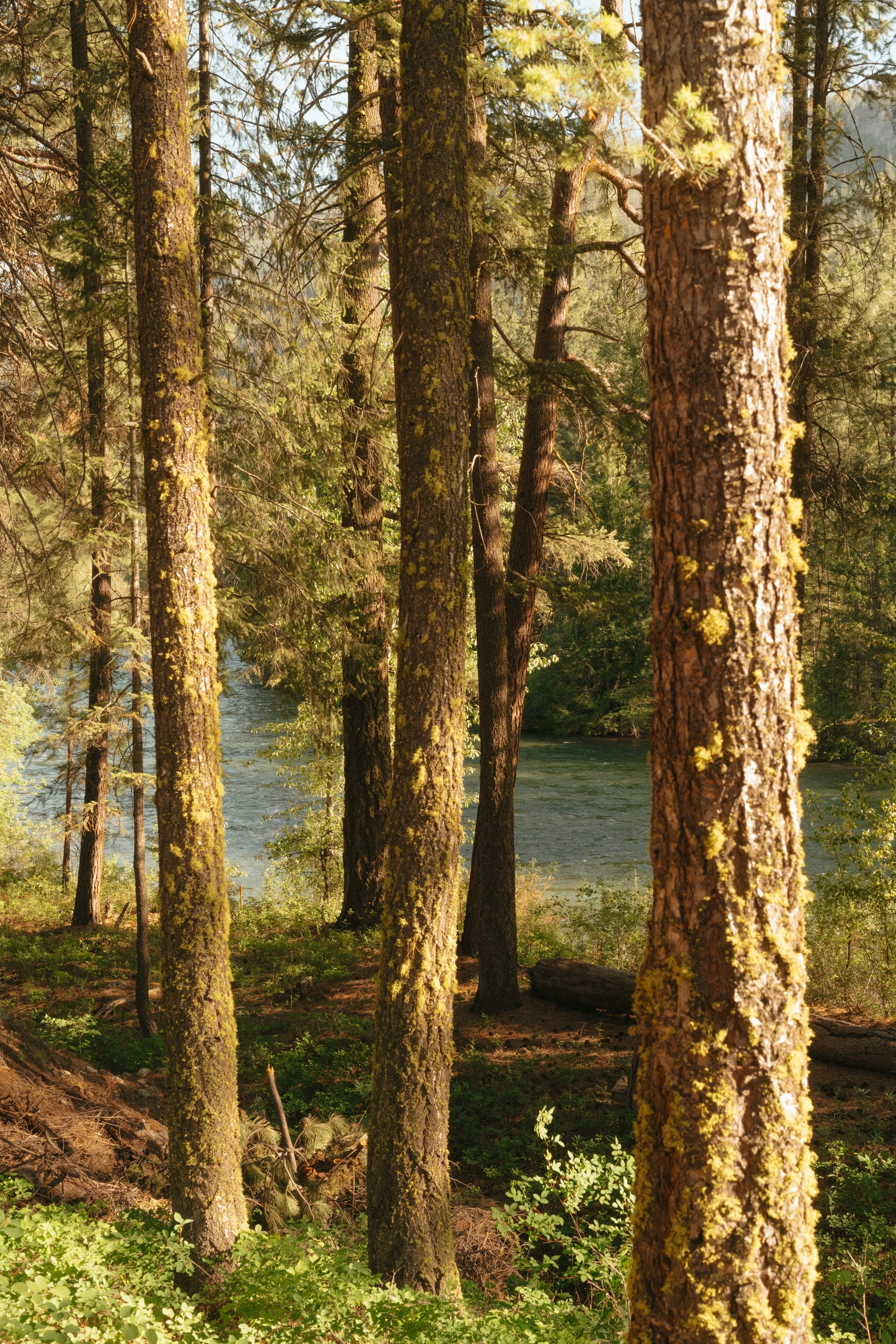 A forest scene featuring several tall trees with moss-covered bark near a flowing river, under bright sunlight.